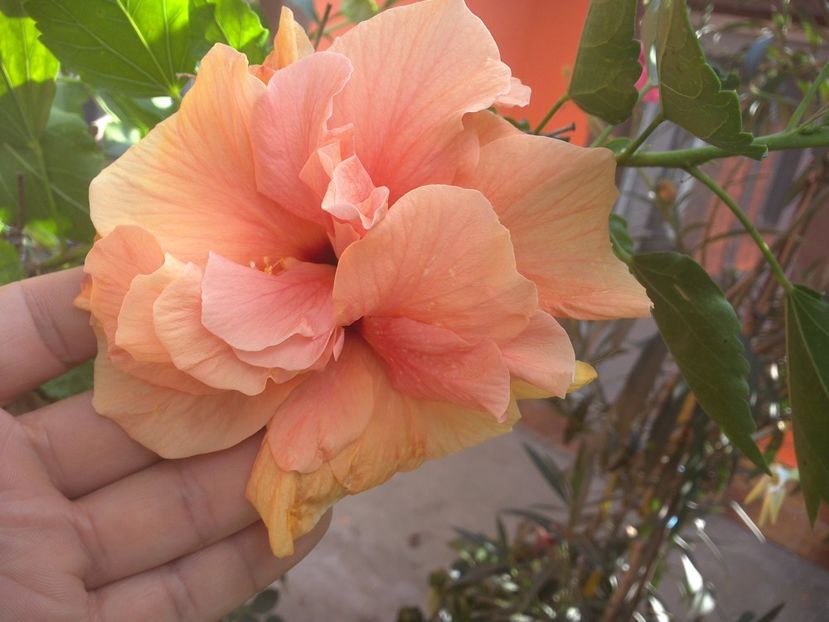 WIN_20170820_081550 - floricele ingrijite de mama