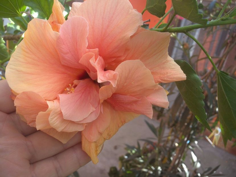 WIN_20170820_081554 - floricele ingrijite de mama