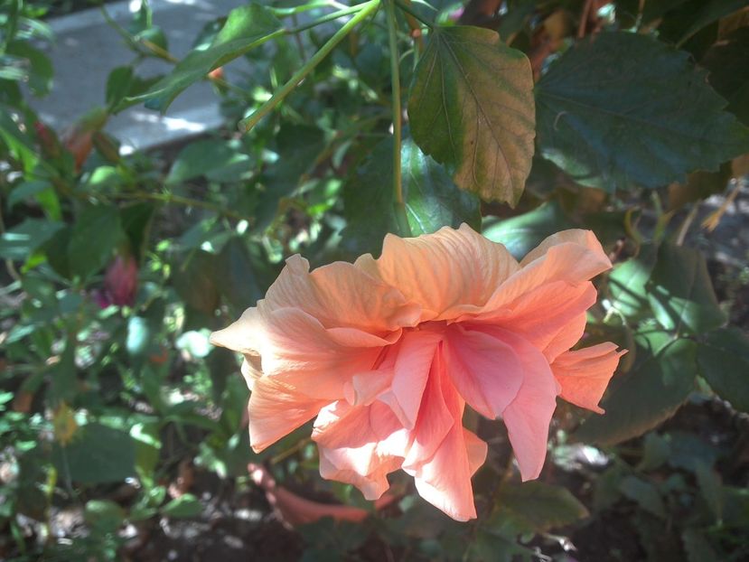 WIN_20170820_081816 - floricele ingrijite de mama