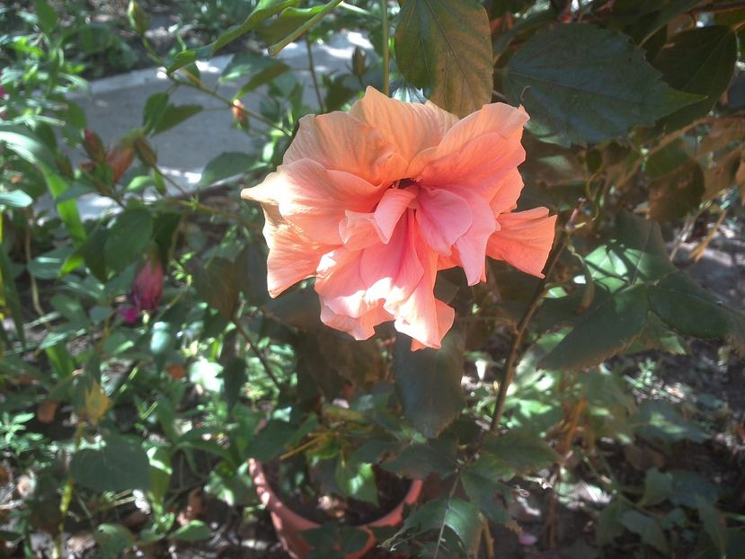 WIN_20170820_081820 - floricele ingrijite de mama