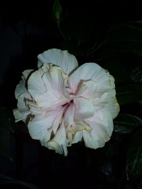  - 0 Zambetul florilor continua