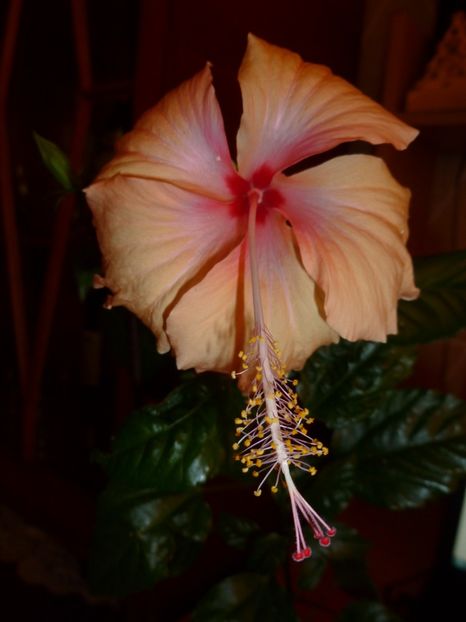  - 0 Zambetul florilor continua