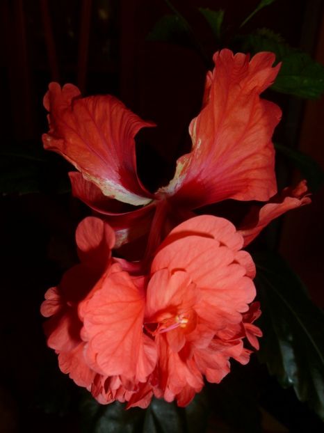  - 0 Zambetul florilor continua