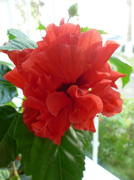  - 0 Zambetul florilor continua