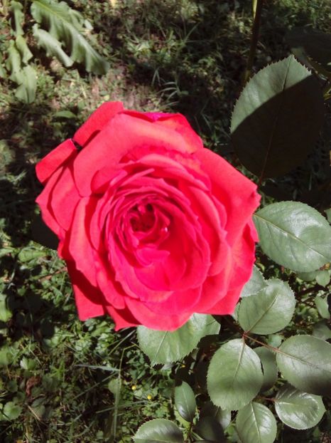  - TRANDAFIRI 2017_2018