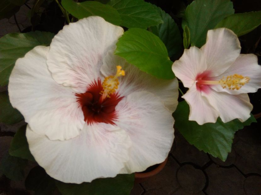  - Hibiscus My Way