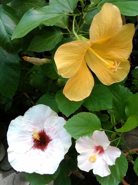  - Hibiscus Yellow Sun