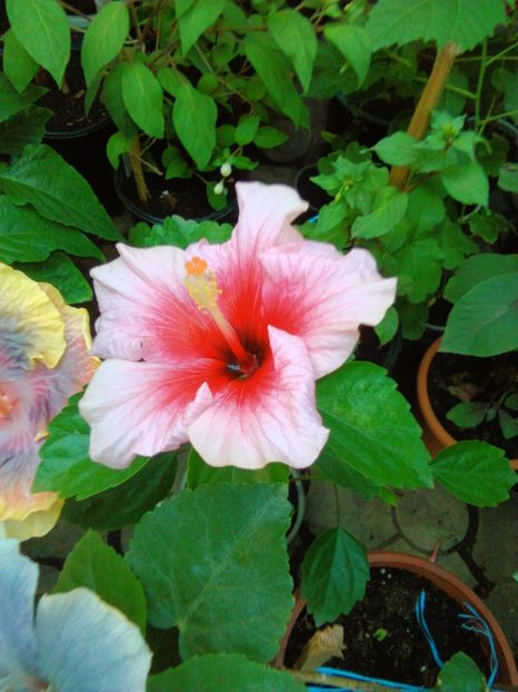  - hibiscus pink dream