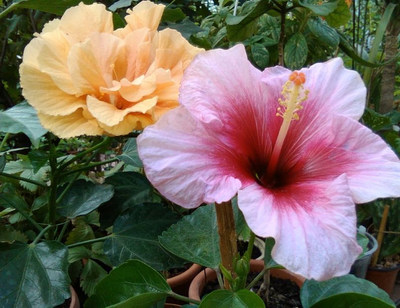  - hibiscus pink dream