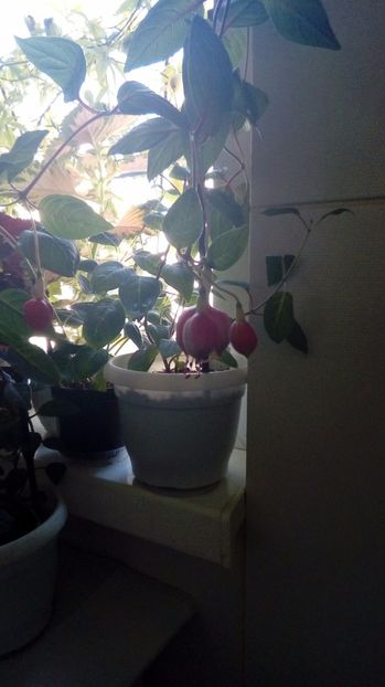 P_20170803 - Fuchsia