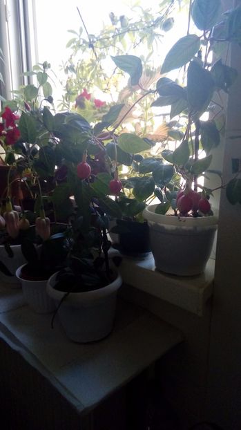 P_20170803 - Fuchsia