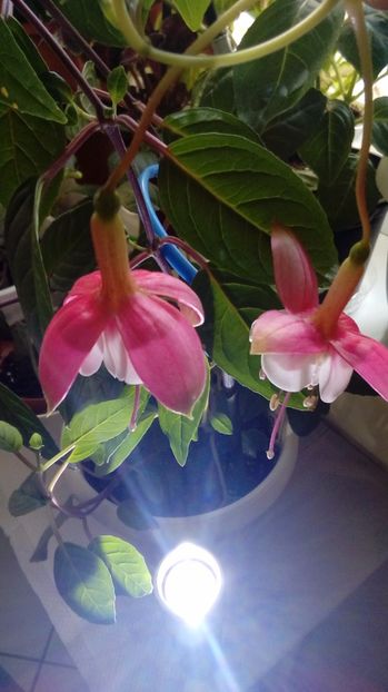  - Fuchsia