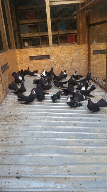  - Pui 2017 Negri Trenati de Bucuresti - negri turci