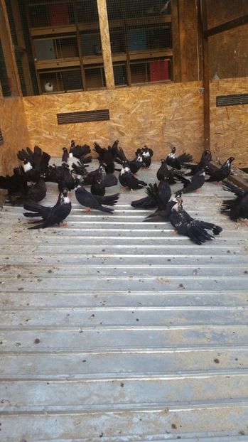  - Pui 2017 Negri Trenati de Bucuresti - negri turci