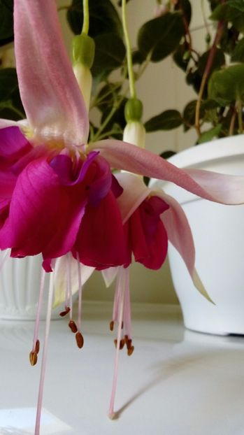  - Fuchsia