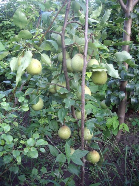 IMGP1339 - Ingrasamant trandafiri si pomi pe rod 2017