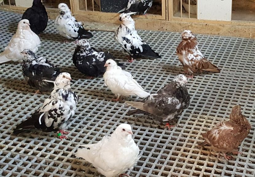  - 24_PESCARUSI CHINEZI TALIA MARE MATCA-2021