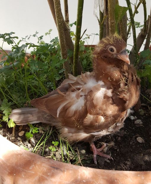  - 24_PESCARUSI CHINEZI TALIA MARE MATCA-2021