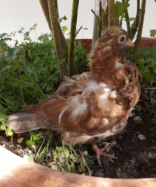  - 24_PESCARUSI CHINEZI TALIA MARE MATCA-2021