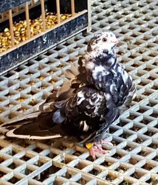  - 24_PESCARUSI CHINEZI TALIA MARE MATCA-2021