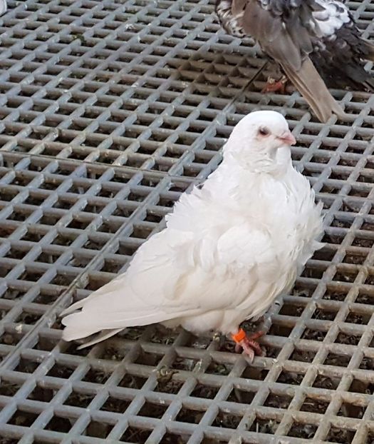  - 24_PESCARUSI CHINEZI TALIA MARE MATCA-2021