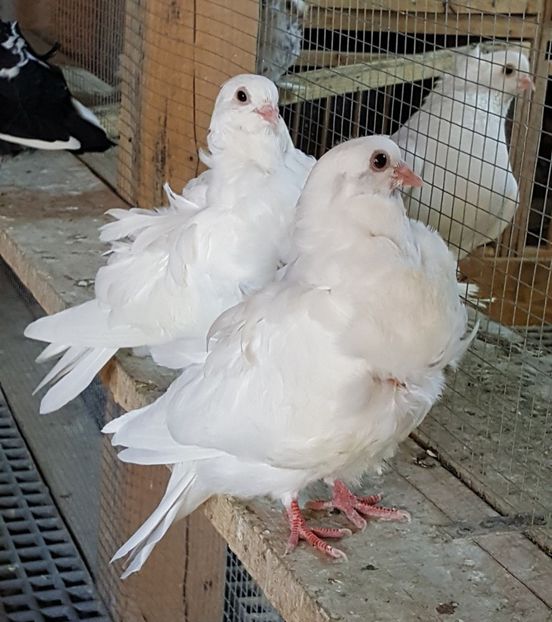  - 24_PESCARUSI CHINEZI TALIA MARE MATCA-2021