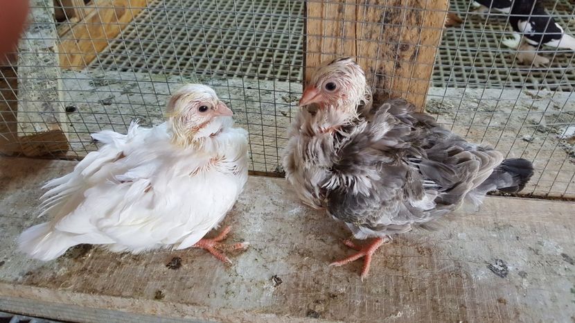  - 24_PESCARUSI CHINEZI TALIA MARE MATCA-2021