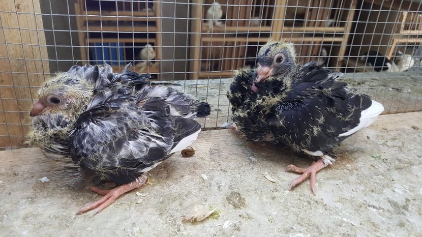  - 24_PESCARUSI CHINEZI TALIA MARE MATCA-2021