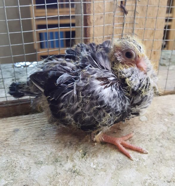  - 24_PESCARUSI CHINEZI TALIA MARE MATCA-2021