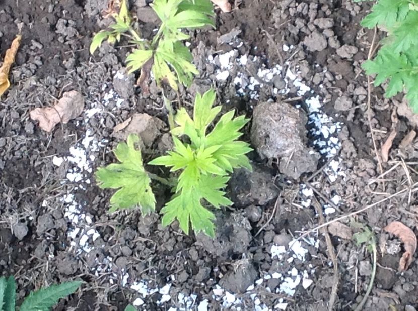  - Delphinium un nou inceput