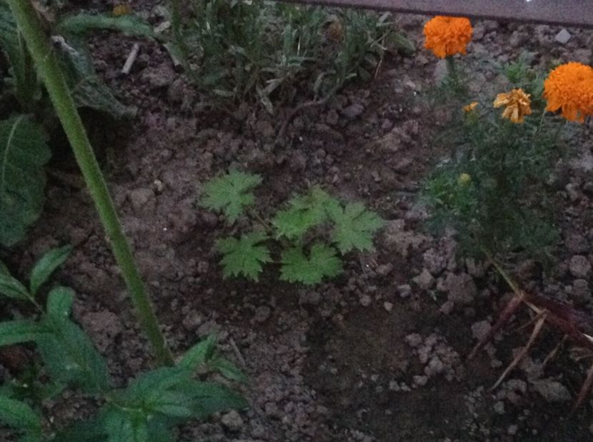  - Delphinium un nou inceput
