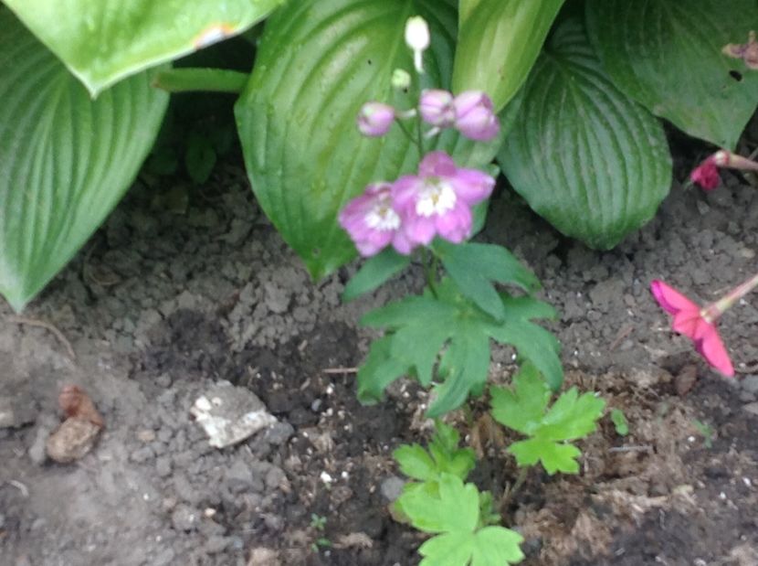  - Delphinium un nou inceput