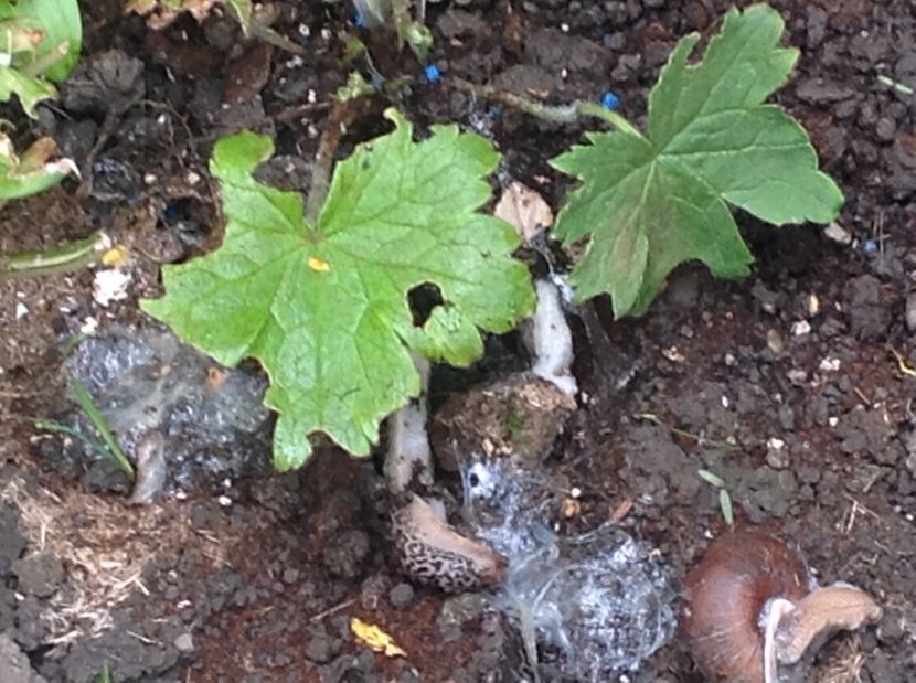  - Delphinium un nou inceput