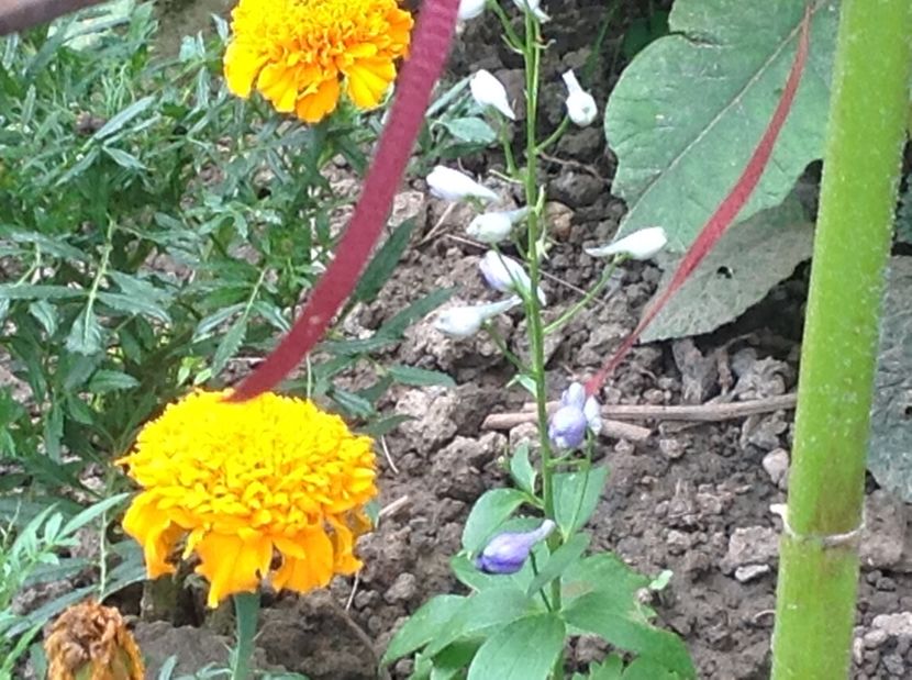  - Delphinium un nou inceput