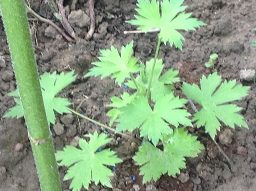  - Delphinium un nou inceput