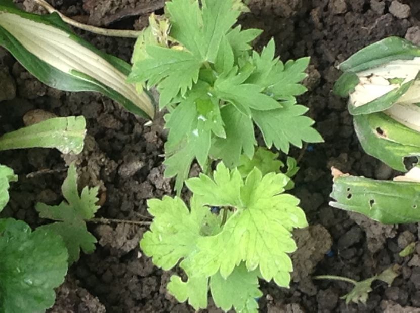  - Delphinium un nou inceput