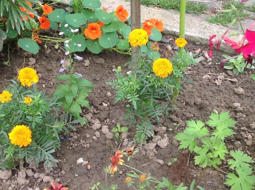  - Delphinium un nou inceput