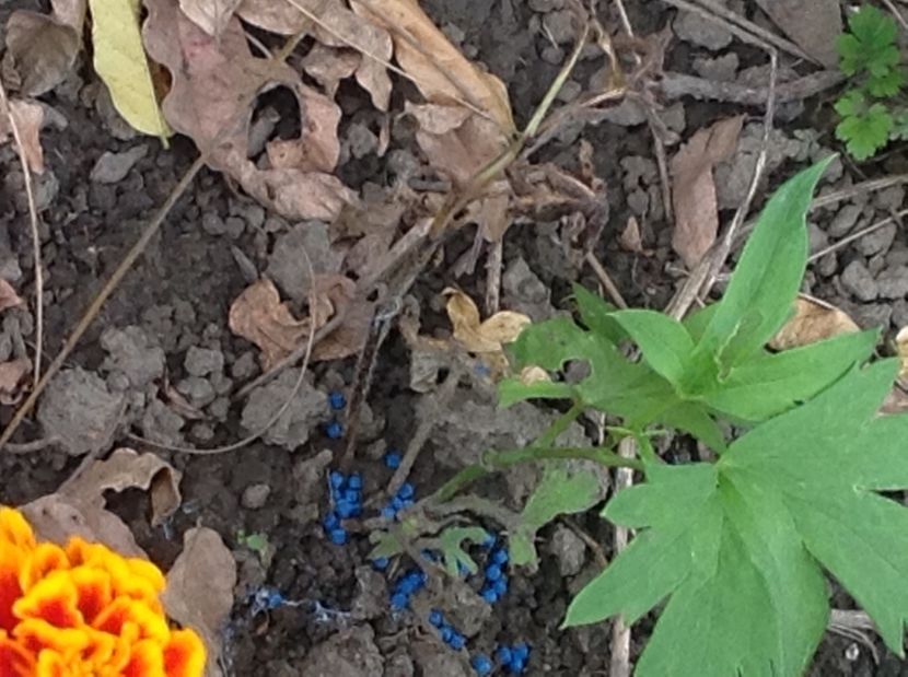  - Delphinium un nou inceput