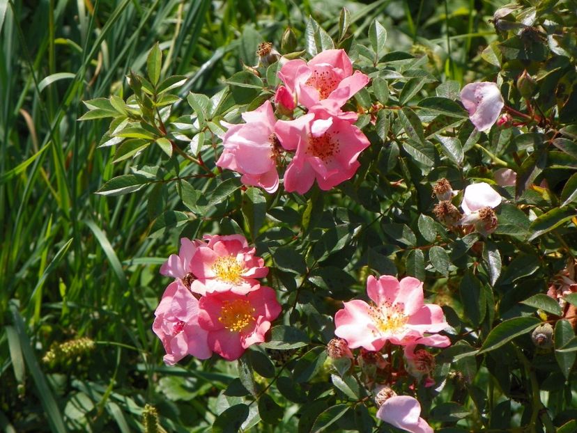 Open Arms - Trandafiri 2017 2