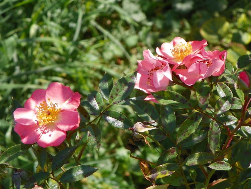 Open Arms - Trandafiri 2017 2