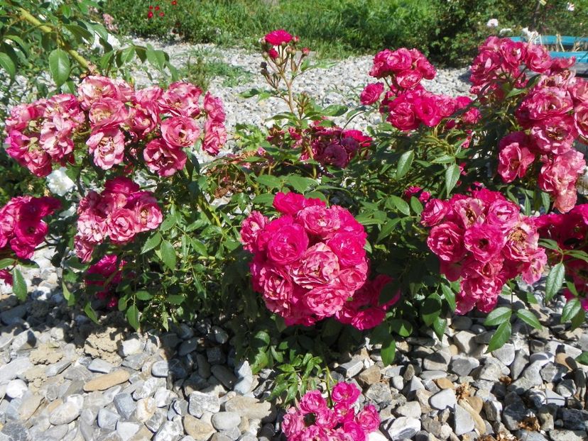 Dinky - Trandafiri 2017 2