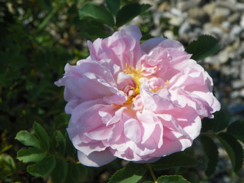 Stanwell Perpetual - Trandafiri 2017 2