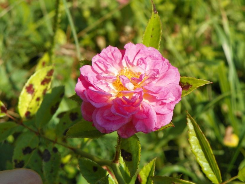Ghislaine Feuerwerk - Trandafiri 2017 3