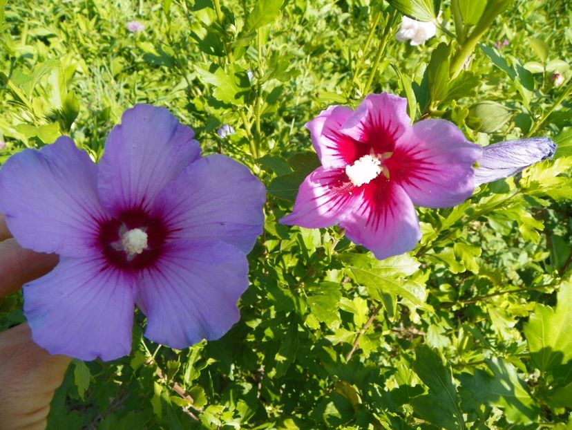 comparatie cu hibiscusul comun - Dobarland 2017 2