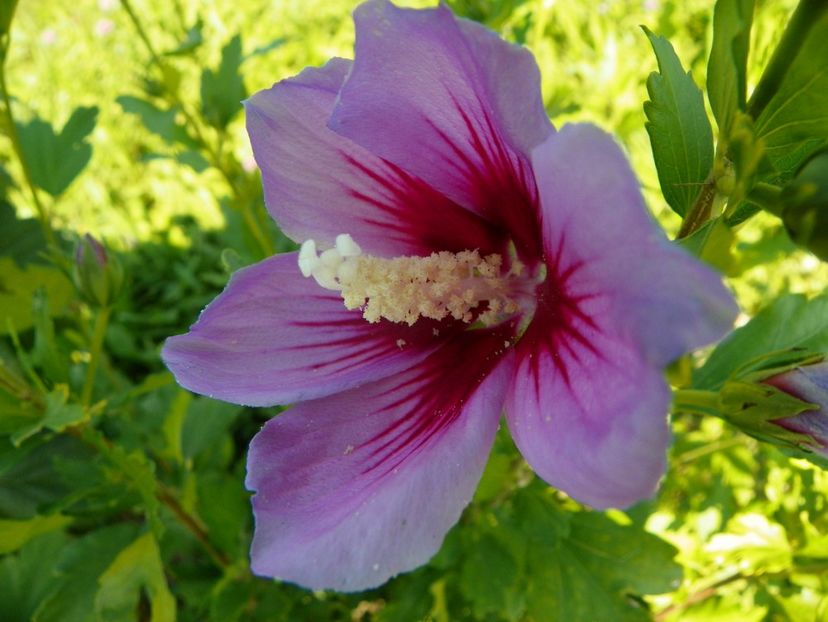 in loc de Lady Stanley - Dobarland 2017 2