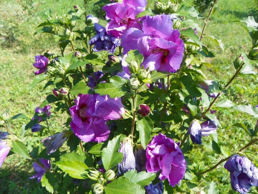 hibiscus syriacus Duc de Brabant - Dobarland 2017 2