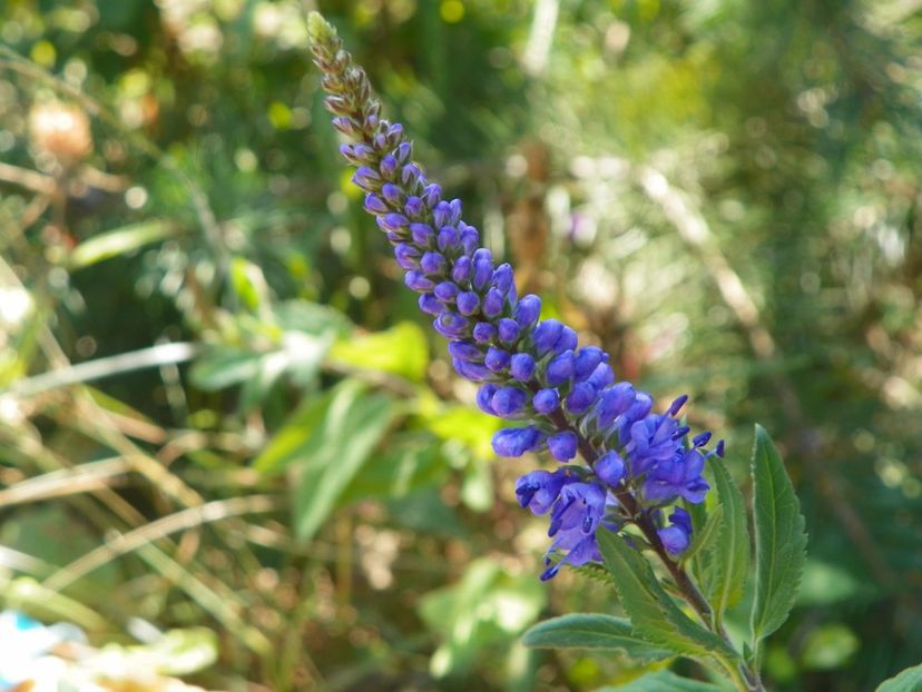 veronica spicata - Dobarland 2017 2