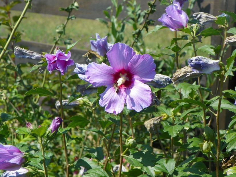 hibiscus syriacus - Dobarland 2017 2