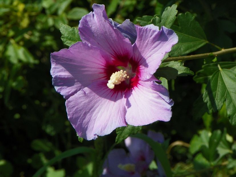 hibiscus syriacus - Dobarland 2017 2
