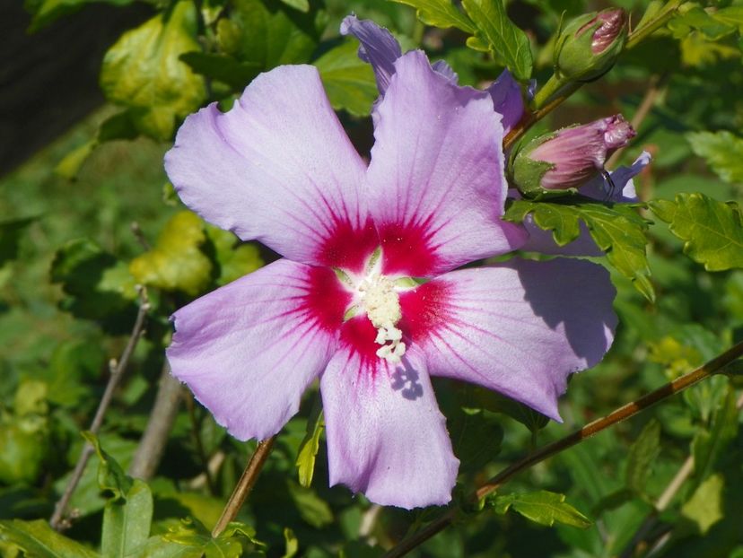hibiscus syriacus - Dobarland 2017 2